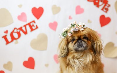 8 Valentine’s Day Plans for You and Your Pup